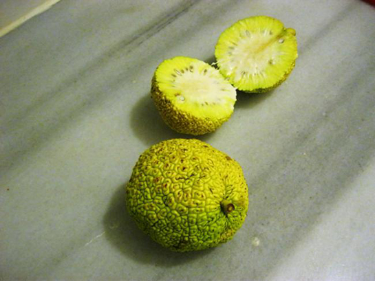 Ayı Elması Özellikleri ve Faydaları Nelerdir?