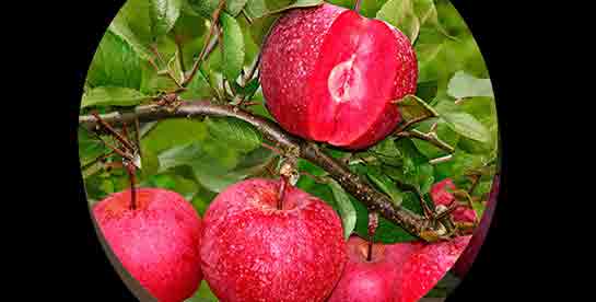 İçi Kırmızı Elma Türleri ve Özellikleri