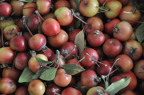 Japon Elması Kullanımı ve Faydaları Nelerdir?